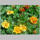 Marigold 'Safari Queen'